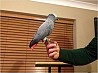 Здоровый африканский серый попугай Продам красивого игривого и здорового африканского серого попугая. Не кусается и не кусается общается со ...