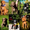 Kucēni pārdošanai American Pit Bull Terrier No nosaukuma, vislabāk pazīstamā suns šķirnē, kas tiek importēts no sporta audzētavas Amerikas ...