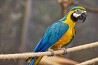 Augstākās kvalitātes zilie un zelta ara papagaiļi pieejami par ļoti labām un pieņemamām cenām. mums ir palikuši 2 vīrieši un sievietes....