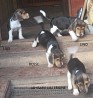 A litter of Estonian hounds with pedigree papers in Estonia, 20 km from Tartu. Born on 5/09/23 and has been vaccinated to go to a new home. If...