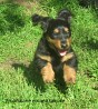 A fun girl with a long-haired standard dachshund pedigree certificate in Estonia, 20 km from the city of Tartu....