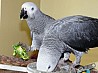Хорошо замаринованные африканские серые попугаи Африканские серые попугаи мы продаем по очень хорошим и доступным ценам. Птицы сделаны все...