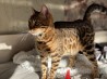 Бенгальская кошка, возраст 4.5 месяцев, имеет яркий и нарядный окрас, полностью вакцинирована, имеет тесты здоровья, подтверждённые клиникой....