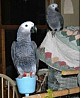 Два африканских серых попугая доступны по очень хорошим и доступным ценам. Продаются африканские серые попугаи в возрасте от 6 до 7 месяцев. ...