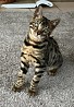 Потрясающие красивые бенгальские котята для нового дома Котята зарегистрированы, проверены ветеринаром, вакцинированы, микрочипированы, ...