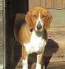 ESTONIAN HOUND (FSI) Jahisarv Lilley Merveille, born on 11.06.22, has been raised in the kennel until now, but now she would like to go and...