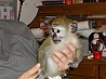 Очаровательная обезьянка-капуцин Это четырехмесячные обезьянки-капуцины. Зарегистрирован, имеются все медицинские и ветеринарные документы. они ...