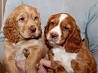 Очаровательные щенки кокер-спаниеля доступны для продажи Очаровательные щенки кокер-спаниеля доступны к продаже Нашим прекрасным щенкам...