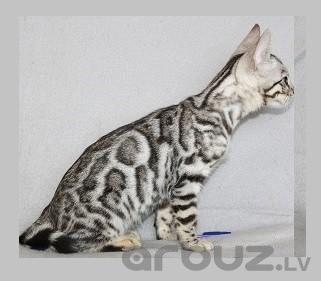 разведение бенгальской кошки серебро
