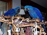 Умные самцы и самки гиацинтовых попугаев У нас есть умные попугаи Гиацинты, доступные для усыновления. Эти попугаи выращены в домашних условиях ...