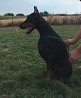 Professional dobermann kennel (FCI) with the big experience of work suggest very big and strong male (1 year old) for serious people, who’d ...