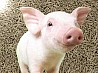 Ищу людей которые разводят свиней наидитесь пожалуйста (
