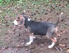Estonian hound female puppy with pedigree in Estonia, 20 km from Tartu. Born on 11.07.23 and has been vaccinated to go to a new home. Offspring ...