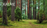 Visaugstākās Cenas par mežiem visā Latvijā Kalme samaksās vairāk par Jūsu: - augošiem mežiem - daļēji izzāģētiem mežiem - pilnībā izzāģētiem ...