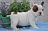 Доступны щенки французского бульдога Здоровые щенки французского бульдога доступны для детей и хороших семейных домов. У нас есть один щенок...