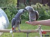 Конго африканский серый попугай У меня есть ДНК конголезского африканского серого попугая. Они в идеальном оперении и любят внимание. Они едят...