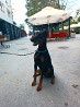 Professional dobermann kennel (FCI) with the big experience of work suggest amazing 9 months old female, from health tested, strong and very...