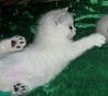 Британские серебристые котята для резервирования и дальнейшей продажи. Это удивительной красоты животные затушеванные сверху серебром. ...