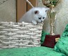 Британские котята окраса серебристая шиншилла в разведение или просто для себя. Питомник в Беларуси. Котята предлагаются для резервирования и...