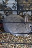 Срочно! Отдаю молодого кролика за шоколадку. Кролик серого цвета, среднего размера. Кролик полностью здоровый.