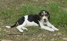 The beagle was also one of the components in the breeding of the Estonian hound. These beautiful Estonian Hound girls were born in Estonia, 20 ...