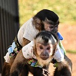 Замечательные милые самцы и самки обезьян-капуцинов. Теперь у нас есть два самца и самка обезьяны-капуцина, готовые переехать в любящий дом и...