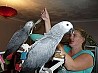 В наличии пара говорящих африканских серых попугаев по очень хорошей и доступной цене.. Они мужчины и женщины. Они умны, энергичны, игривы. ...