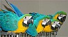 Пара разговорчивых попугаев ара синего и золотого цвета доступна по очень хорошим ценам. У нас есть как молодые, так и взрослые попугаи. Эти ...