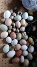 Vistas un gaiļi dažādu šķirņu iespējas pasūtīt cālīšus un inkubācijas olas, kā arī pārtikai.