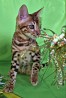 Bengalijos kačių veislynas ExoticGlow https://vk.com/exoticglow siūlo Bengalijos kačiukus. Meilus, sutramdytas, mylintis vaikus. Nuostabus...