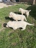 Piedāvājam Baltā Šveices aitu suņa kucēnus, kas dzimuši 08.03.2024 no baltā Šveices aitu suņa oriģinālās ģenētikas vecākiem, tēvs no ASV ...