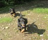 Female long-haired standard dachshund puppies with pedigree certificate were born in Estonia, 20 km from Tartu, on 01.07.23. Has been ...