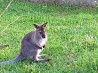 Pārdod ķenguru valabiju mazuli. Продается малыш кенгуру валлаби.