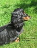 Long-haired standard dachshund puppies were born in Jahisarv kennel in Estonia on 29.06.24...