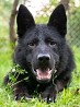 ARNO (KAZAR IR-SED & ROSTA Klimsvevik) By working GSD kennel. 1.5 y. o. male. Boy has great character, very positive, open to the world, has ...