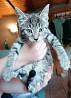 Котята саванны с удивительной родословной Мы гордимся выдающимся котенком с потрясающей шерстью и потрясающим слухом. Для меня он очень ...