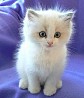 Котята рэгдолл - зарегистрированная родословная В наличии красивая родословная, котята шоколадного и сил-пойнтового, миттинг-, двухцветного и...