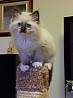 Прекрасные котята Рэгдолл на усыновление. Они чипированы, привиты, проверены ветеринаром, приучены к боксу и имеют медицинскую гарантию, копию...