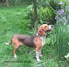 Born on 11.07.2023, a male ESTONIAN HOUND from Estonia with excellent appearance and developed skeleton and musculature.