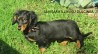 Dachshund, standard long hair. 1 female puppy with pedigree papers in Estonia, 20 km from Tartu. Both his parents are champion dogs. You can ...