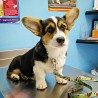 Pembroke Welsh Corgi puppies Nice and Healthy! Vet checked, current on shots/wormings and micro chipped. Wonderful disposition and outstanding...