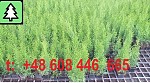 Tūjas-Smaragd 0.55 €, Stādus audzē p9 podos /0.5l/ Thuja occ. smaragd, Výška rastliny 15-20cm- p9 podos – 0.55€ Thuja smaragd, augu augstums...