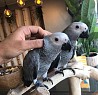 Милые и милые африканские серые попугаи У нас есть по одному попугаю самцу и самке. они хорошо дрессируются и хорошо ладят с детьми и другими...