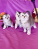 Предлагаются к продаже замечательные котята, порода Шотландская вислоухая кошка. Родились 24 марта. Котята полностью домашние, спят в своем...