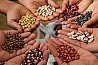 We sell beans of different varieties. The beans are grown on Ukrainian fields. Only natural product! Beans Nature Product - the company...