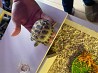 Jauks bruņurupuča tēviņš un mātīte mēs pārdodam dažāda veida bruņurupučus Elegans bruņurupučus, izstarotos bruņurupučus, Ēģiptes bruņurupučus,...