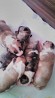 Предлагаются к резервированию щенки миниатюрного бультерьера родившиеся 5 октября от выставочных родителей генетически здоровых. Мальчики и...