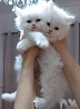 Продаются очаровательные породистые персидские котята. у них первая прививка, вторая предоплачена, полностью отнята от груди, приучена к ...