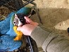 Два красивых говорящих синих и золотых попугая ара Два красивых говорящих синих и золотых попугая ара ищут хороший дом. Говорящие синие и ...