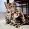 Jauki Bengālijas kaķēni ir pieejami jaunām mājām. Šie brīnišķīgie tēviņi un mātītes tiek piedāvāti aktīvajā reģistrā pareizajā audzēšanas...